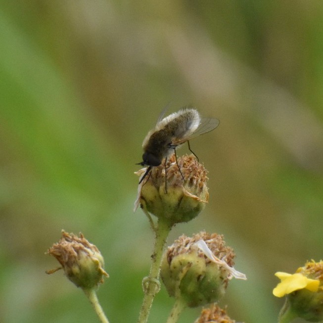 Biodiversidad del río San Pedro y Conchos, Chihuahua. Municipios de Meoqui, Delicias, Rosales, Saucillo, Julimes y Satevó. Moscas y mosquitos, Orden Diptera.