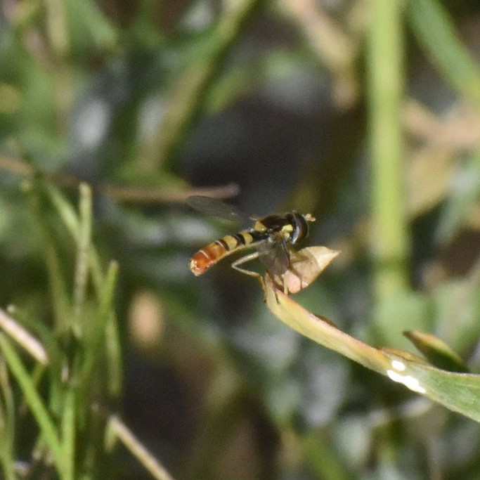 Biodiversidad del río San Pedro y Conchos, Chihuahua. Municipios de Meoqui, Delicias, Rosales, Saucillo, Julimes y Satevó. Moscas y mosquitos, Orden Diptera.