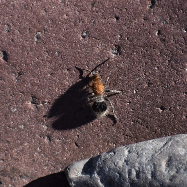 Biodiversidad del río San Pedro y Conchos, Chihuahua. Municipios de Meoqui, Rosales, Saucillo, Julimes y Satevó.
