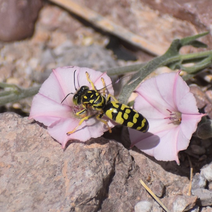 Biodiversidad del río San Pedro y Conchos, Chihuahua. Municipios de Meoqui, Rosales, Saucillo, Julimes y Satevó. Avispas, Orden Hymenoptera.