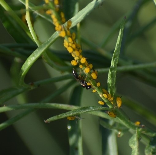 Biodiversidad del río San Pedro y Conchos, Chihuahua. Municipios de Meoqui, Rosales, Saucillo, Julimes y Satevó. Avispas, Orden Hymenoptera.