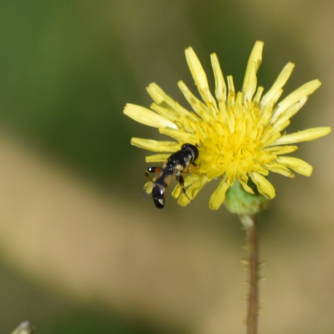 Biodiversidad del río San Pedro y Conchos, Chihuahua. Municipios de Meoqui, Delicias, Rosales, Saucillo, Julimes y Satevó. Moscas y mosquitos, Orden Diptera.