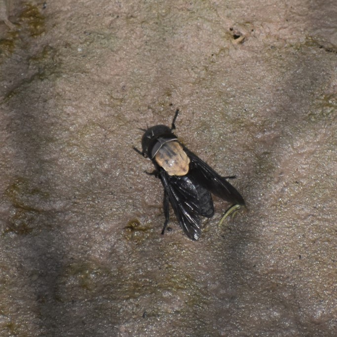 Biodiversidad del río San Pedro y Conchos, Chihuahua. Municipios de Meoqui, Delicias, Rosales, Saucillo, Julimes y Satevó. Moscas y mosquitos, Orden Diptera.