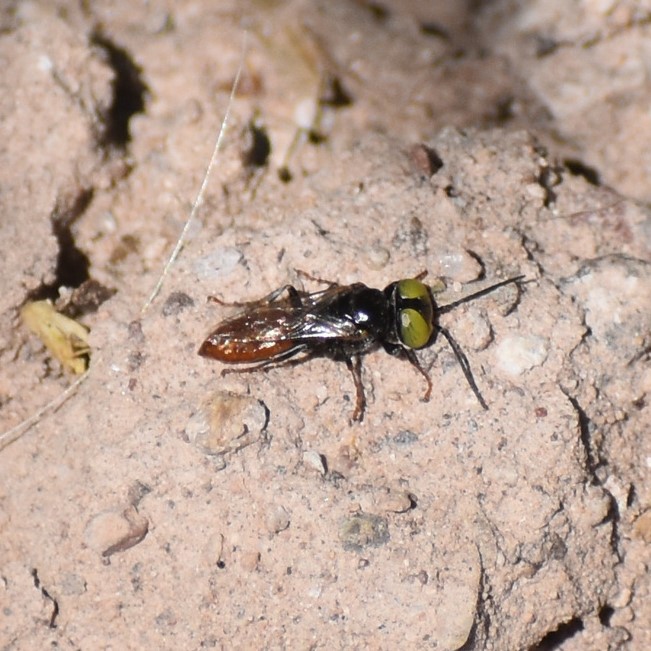 Biodiversidad del río San Pedro y Conchos, Chihuahua. Municipios de Meoqui, Rosales, Saucillo, Julimes y Satevó. Avispas, Orden Hymenoptera.