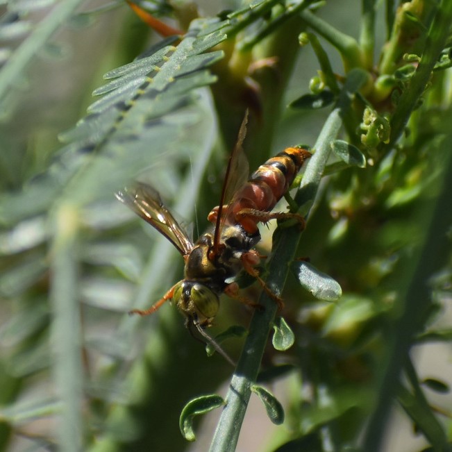 Biodiversidad del río San Pedro y Conchos, Chihuahua. Municipios de Meoqui, Rosales, Saucillo, Julimes y Satevó. Avispas, Orden Hymenoptera.