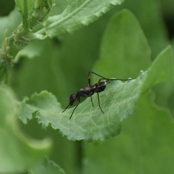 Biodiversidad del río San Pedro y Conchos, Chihuahua. Municipios de Meoqui, Delicias, Rosales, Saucillo, Julimes y Satevó. Moscas y mosquitos, Orden Diptera.
