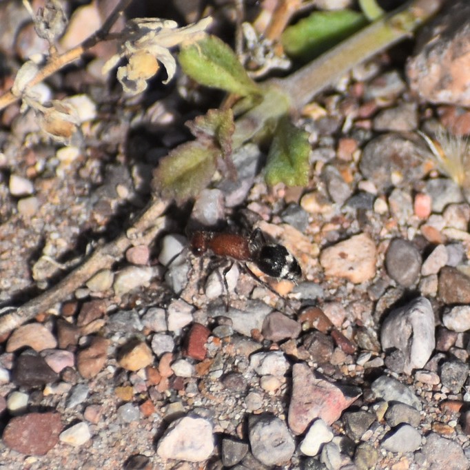 Biodiversidad del río San Pedro y Conchos, Chihuahua. Municipios de Meoqui, Rosales, Saucillo, Julimes y Satevó.