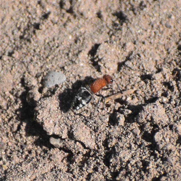Biodiversidad del río San Pedro y Conchos, Chihuahua. Municipios de Meoqui, Rosales, Saucillo, Julimes y Satevó.