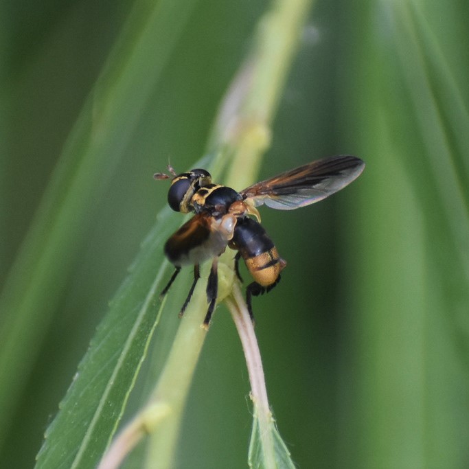 Biodiversidad del río San Pedro y Conchos, Chihuahua. Municipios de Meoqui, Delicias, Rosales, Saucillo, Julimes y Satevó. Moscas y mosquitos, Orden Diptera.