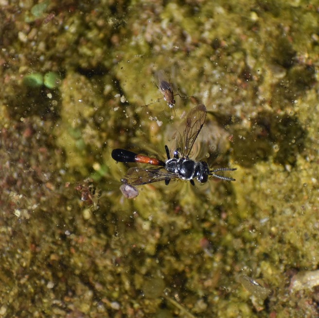 Biodiversidad del río San Pedro y Conchos, Chihuahua. Municipios de Meoqui, Rosales, Saucillo, Julimes y Satevó. Avispas, Orden Hymenoptera.