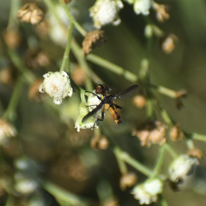 Biodiversidad del río San Pedro y Conchos, Chihuahua. Municipios de Meoqui, Delicias, Rosales, Saucillo, Julimes y Satevó. Moscas y mosquitos, Orden Diptera.