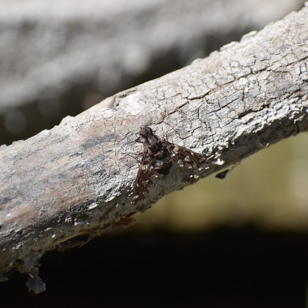 Biodiversidad del río San Pedro y Conchos, Chihuahua. Municipios de Meoqui, Delicias, Rosales, Saucillo, Julimes y Satevó. Moscas y mosquitos, Orden Diptera.