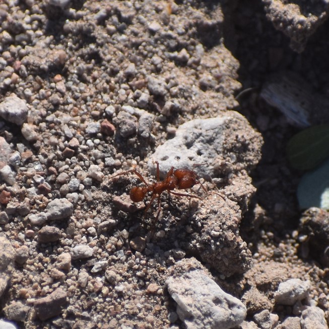 Biodiversidad del río San Pedro y Conchos, Chihuahua. Municipios de Meoqui, Delicias, Rosales, Saucillo, Julimes y Satevó. Hormigas, Familia Formicidae. Orden Himenoptera.