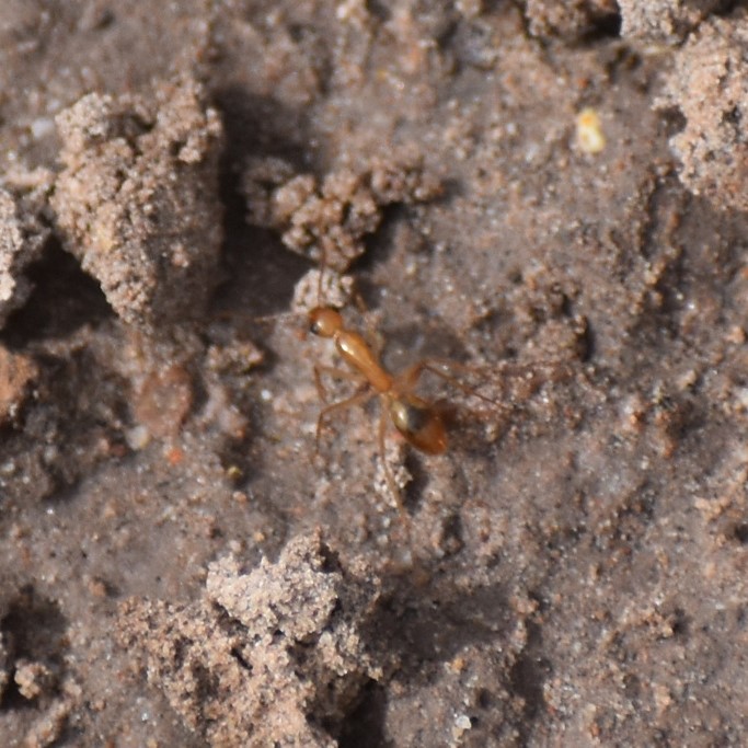 Biodiversidad del río San Pedro y Conchos, Chihuahua. Municipios de Meoqui, Delicias, Rosales, Saucillo, Julimes y Satevó. Hormigas, Familia Formicidae. Orden Himenoptera.