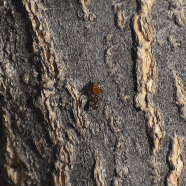 Biodiversidad del río San Pedro y Conchos, Chihuahua. Municipios de Meoqui, Delicias, Rosales, Saucillo, Julimes y Satevó. Hormigas, Familia Formicidae. Orden Himenoptera.