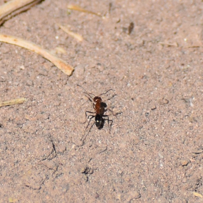 Biodiversidad del río San Pedro y Conchos, Chihuahua. Municipios de Meoqui, Delicias, Rosales, Saucillo, Julimes y Satevó. Hormigas, Familia Formicidae. Orden Himenoptera.