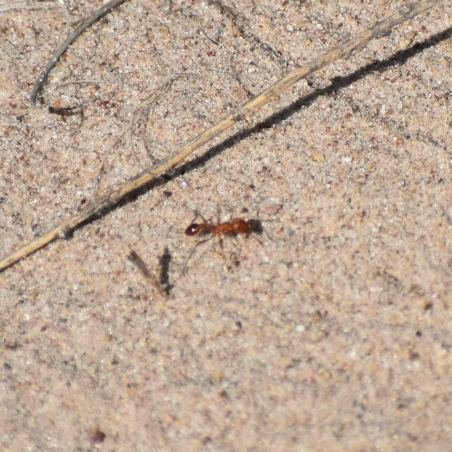 Biodiversidad del río San Pedro y Conchos, Chihuahua. Municipios de Meoqui, Delicias, Rosales, Saucillo, Julimes y Satevó. Hormigas, Familia Formicidae. Orden Himenoptera.