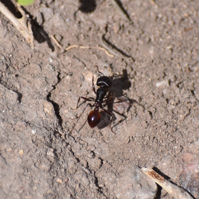 Biodiversidad del río San Pedro y Conchos, Chihuahua. Municipios de Meoqui, Delicias, Rosales, Saucillo, Julimes y Satevó. Hormigas, Familia Formicidae. Orden Himenoptera.