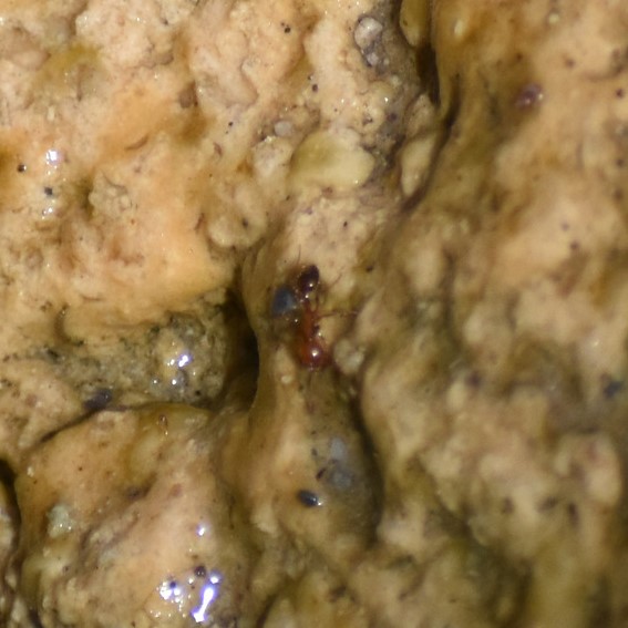 Biodiversidad del río San Pedro y Conchos, Chihuahua. Municipios de Meoqui, Delicias, Rosales, Saucillo, Julimes y Satevó. Hormigas, Familia Formicidae. Orden Himenoptera.