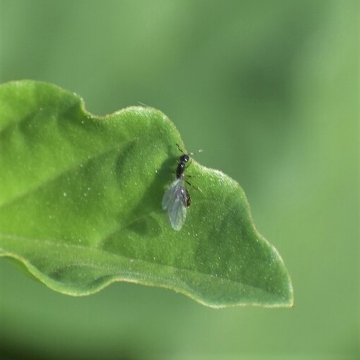 Biodiversidad del río San Pedro y Conchos, Chihuahua. Municipios de Meoqui, Delicias, Rosales, Saucillo, Julimes y Satevó. Hormigas, Familia Formicidae. Orden Himenoptera.
