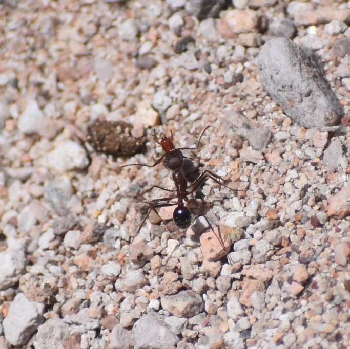Biodiversidad del río San Pedro y Conchos, Chihuahua. Municipios de Meoqui, Delicias, Rosales, Saucillo, Julimes y Satevó. Hormigas, Familia Formicidae. Orden Himenoptera.