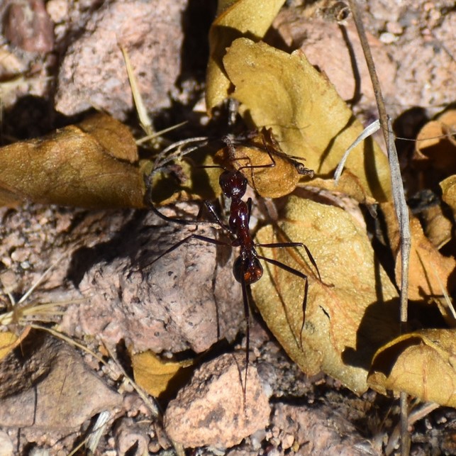 Biodiversidad del río San Pedro y Conchos, Chihuahua. Municipios de Meoqui, Delicias, Rosales, Saucillo, Julimes y Satevó. Hormigas, Familia Formicidae. Orden Himenoptera.
