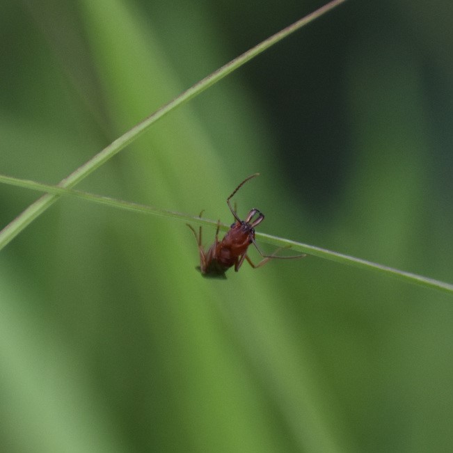 Biodiversidad del río San Pedro y Conchos, Chihuahua. Municipios de Meoqui, Delicias, Rosales, Saucillo, Julimes y Satevó. Hormigas, Familia Formicidae. Orden Himenoptera.