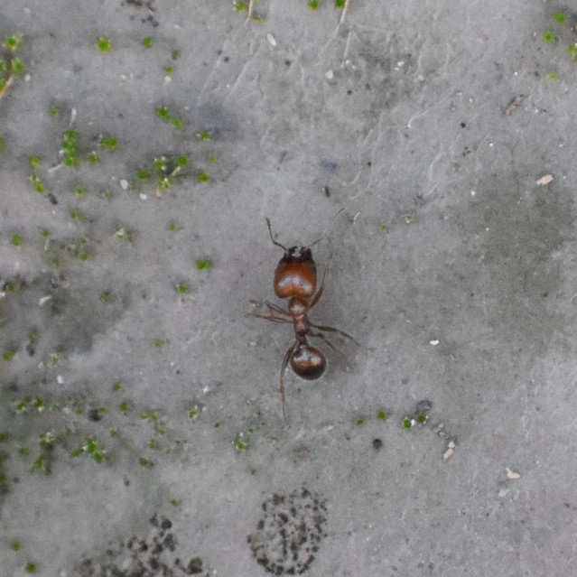Biodiversidad del río San Pedro y Conchos, Chihuahua. Municipios de Meoqui, Delicias, Rosales, Saucillo, Julimes y Satevó. Hormigas, Familia Formicidae. Orden Himenoptera.