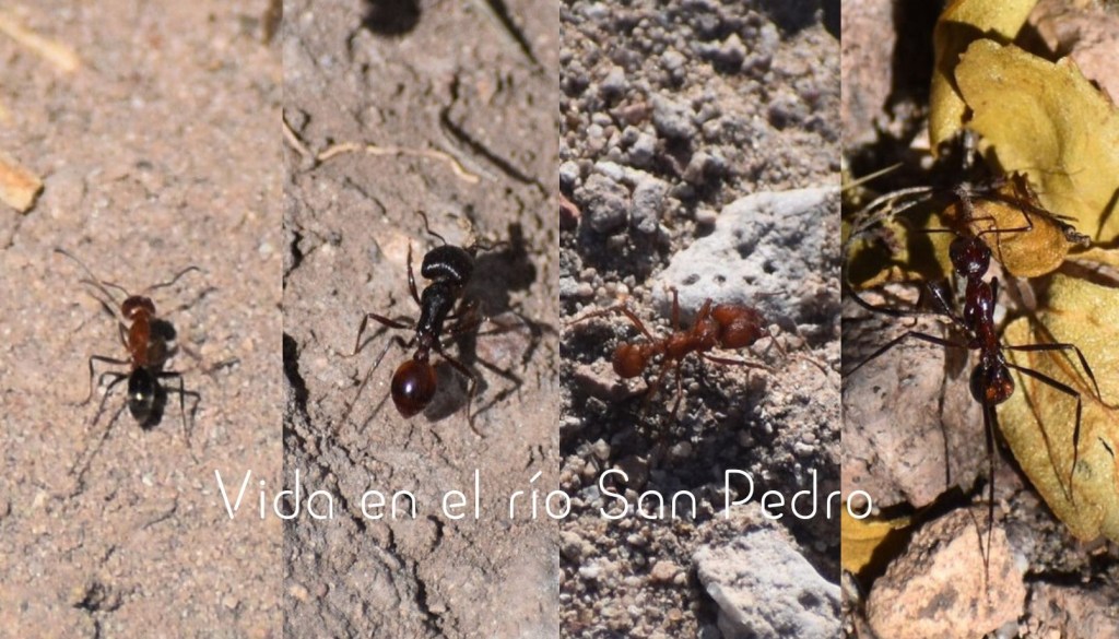 Biodiversidad del río San Pedro y Conchos, Chihuahua. Municipios de Meoqui, Delicias, Rosales, Saucillo, Julimes y Satevó. Hormigas, Familia Formicidae. Orden Himenoptera.