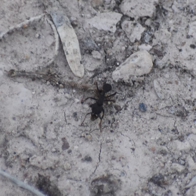 Biodiversidad del río San Pedro y Conchos, Chihuahua. Municipios de Meoqui, Delicias, Rosales, Saucillo, Julimes y Satevó. Hormigas, Familia Formicidae. Orden Himenoptera.