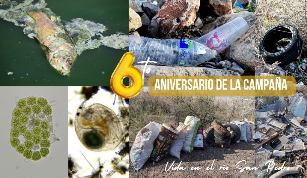 6 años de campaña recolectando basura en el río San Pedro, Meoqui, Chihuahua, Humedal de Importancia Internacional